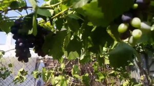 Потерянное видео. Виноград, танцы и рыбалка