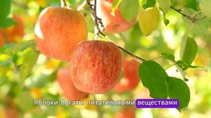 Идеи для завтрака при диабете 2 типа