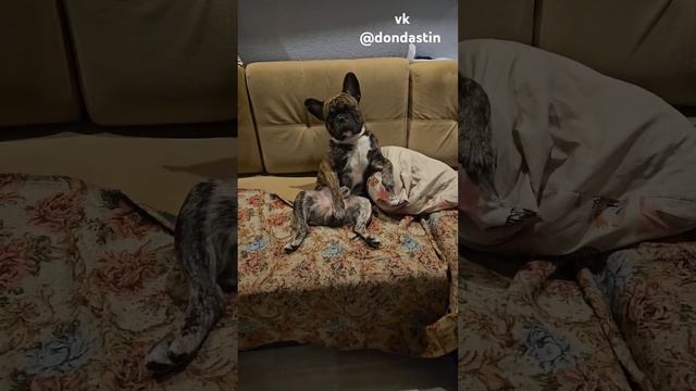 Царь #собака #французскийбульдог #bulldog #смешныеживотные #прикол #милыеживотные #смешныесобаки