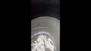 кольца жби