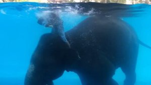 плавающий слон