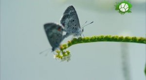 Бабочки лгуньи и хвастуньи