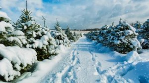 Господь - пастырь мой; я ни в чем не буду нуждаться. Библия.