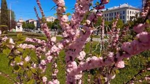 как жаль,что только раз в году бывает май 4.5.21