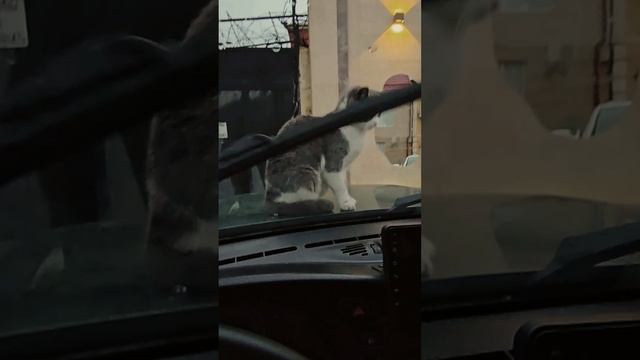Наглый кот.