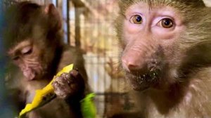 Я сегодня сам кормлю гамадрил и попугаев, посмотрите как они себя ведут без мамы и папы ))