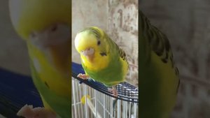 Попугай разговаривает и чирикает😍😍😍