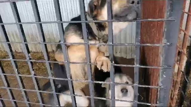 Собаки ищут дом смотреть онлайн