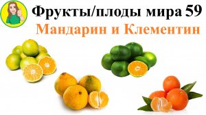 Фрукты - плоды мира 59 – Мандарины и Клементины Сыроедение Фрукторианство