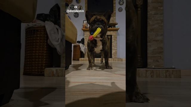 Слепая зона♀️ #собака #французскийбульдог #bulldog #смешныеживотные #животные #милыеживотные