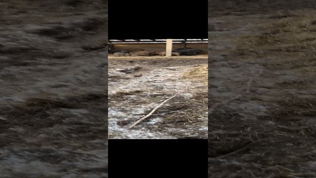 08-01-2025 Охота