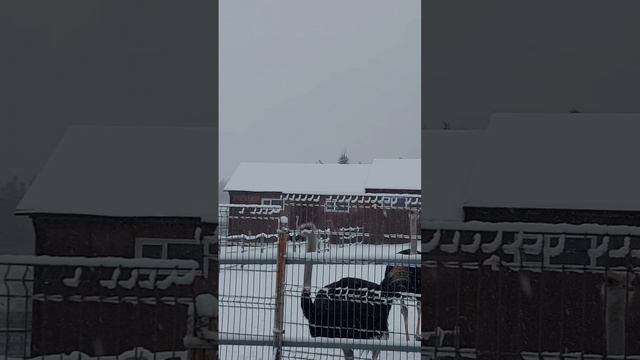 ПосмотриКА  страусы на снегу