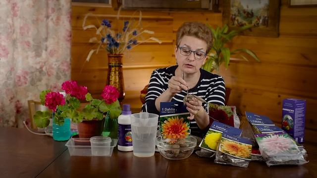 Как разбудить клубни георгинов
