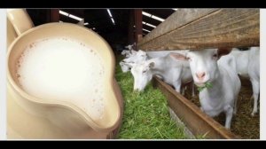 Ешкі сүті асқазанда тез қорытылады ма? #пияз пайдасы#