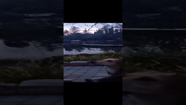 Форосские упитанные собачки