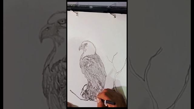 eagle#birdofprey  #endemicbirds