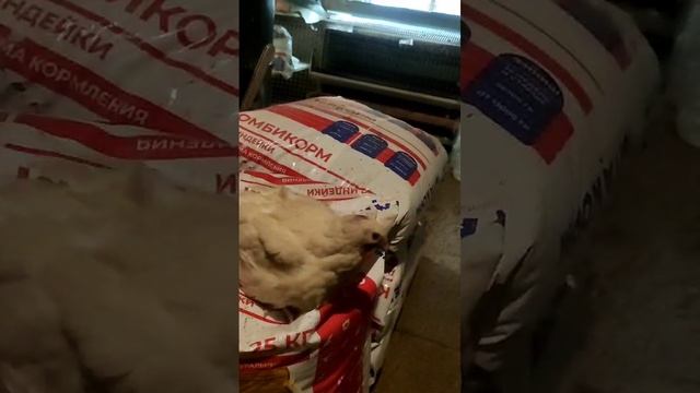 Перепелка Техасский бройлер