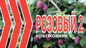 Крыжовник Розовый-2