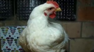 Начинаю рубать бройлеров!Проверка веса!