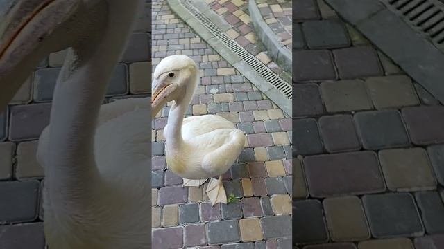 Pelican, Zoo, Animals #travel #zoo #animals #top #wildlife