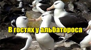 В гостях у альбатроса