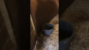 Когда можно поить лошадь