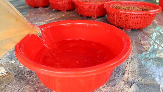 More Ways to Grow Coriander at Home Easily without Soil