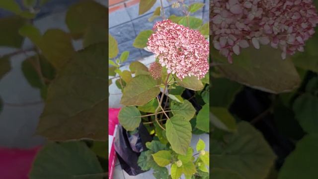 Сад с хвойными, гортензиями и розами ч.57 Новосибирск