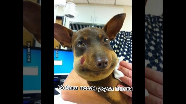 собака после укуса пчелы, коты
