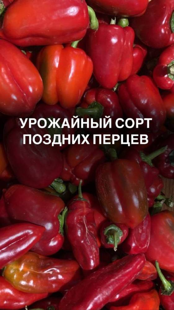 Урожайный сорт поздних перцев #перец

#перцы

#перцывтеплице

#перчики

#перецназиму

#урожай