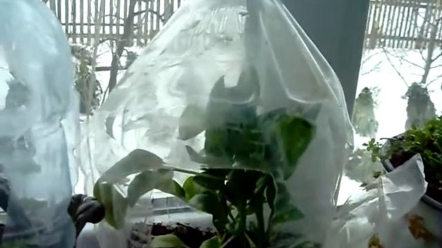 Свіжа зелень 28.02.18 р. смотреть онлайн