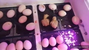 Вывод цыплят Загорской лососёвой породы 2022 год