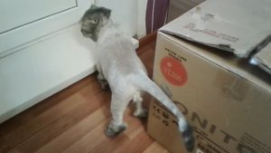 Мы побрили кота!!