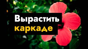 Вырастить каркаде или как цветок каркаде дома можно выращивать