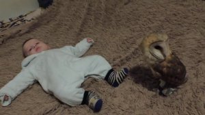 Сова, Сипуха, tyto, tytoAlba