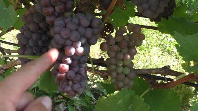 Урожай семейства Пино: Пино Нуар, Пино Гри  и Пино Блан. Описание и сравнение клонов смотреть онлайн