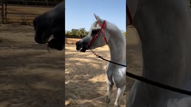 Арабский жеребец Straight Egyptian