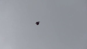 Полет Курского турмана 22 08 12