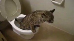 Пердящие коты