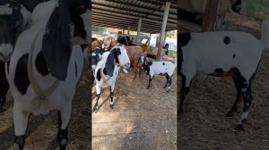 ПРОДАЖА ПЛЕМЕННЫХ КОЗ НУБИЙСКОЙ И КАМОРИ ПОРОД. 89290307960 ТОЛЬКО ВАЦАП.