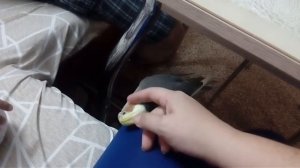 Попугай корелла Сеня говорит