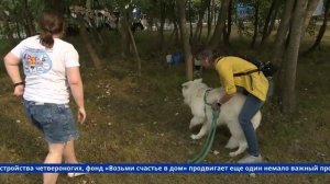 Регистрация собак и кошек