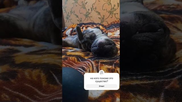 С ним все хорошо #милыеживотные #puppy #смешныеживотные #смешныесобаки #французскийбульдог
