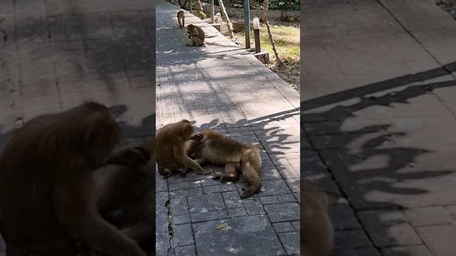 Thailand, Relax Monkey, Monkey Hill #thailand #relax #wildlife #animals #travel