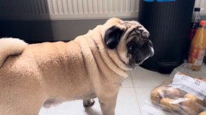 Как дать мопсу таблетку от глистов?🐶💉