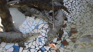 Миссисипский аллигатор в Голубицкой