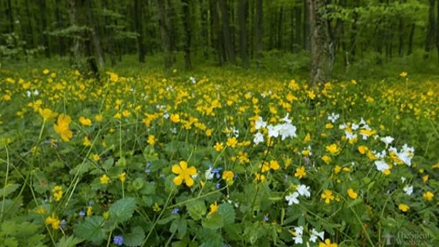 Весенний лес - Пение черного дрозда - Щебетание птиц . Звуки Природы. Живая Природа. Пение Птиц