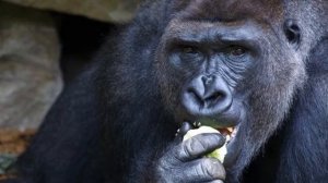 Как обезьяна произошла от человека Инволюция обезьяны ФАКТЫ