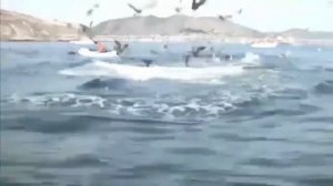 Fire Fascinated By New Whale Behavior - Big