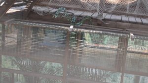 Гавиаловый крокодил в Голубицкой